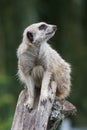 Meerkat Royalty Free Stock Photo