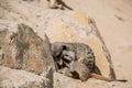 Meerkat playing in the sand