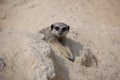 Meerkat playing in the sand