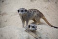 Meerkat playing in the sand Royalty Free Stock Photo