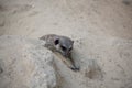 Meerkat playing in the sand