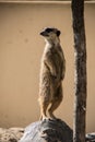 Meerkat playing in the sand