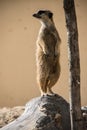 Meerkat playing in the sand