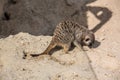 Meerkat playing in the sand