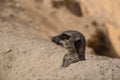 Meerkat playing in the sand