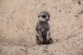 Meerkat playing in the sand