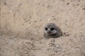 Meerkat playing in the sand