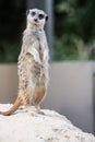 Meerkat playing in the sand Royalty Free Stock Photo