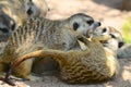 Meerkat playing Royalty Free Stock Photo