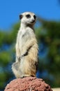 Meerkat portrait Royalty Free Stock Photo