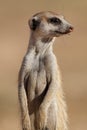 Meerkat portrait Royalty Free Stock Photo