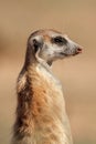 Meerkat portrait Royalty Free Stock Photo