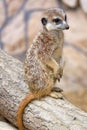 Meerkat portrait Royalty Free Stock Photo