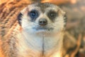 Meerkat Portrait Close Up Suricata suricatta Royalty Free Stock Photo