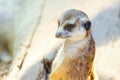 Meerkat Portrait Close Up Suricata suricatta Royalty Free Stock Photo