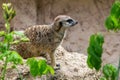 Meerkat Portrait Close Up (Suricata suricatta Royalty Free Stock Photo