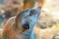 Meerkat Portrait Close Up Suricata suricatta Royalty Free Stock Photo