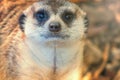 Meerkat Portrait Close Up Suricata suricatta Royalty Free Stock Photo