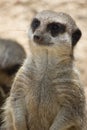 Meerkat portrait