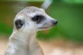 Meerkat portrait of its head watching around very alert, look wide-awake. Close up of a meerkat Royalty Free Stock Photo