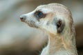 Meerkat portrait of its head watching around very alert Royalty Free Stock Photo