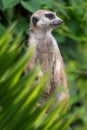 Meerkat portrait in jungle Royalty Free Stock Photo
