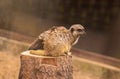 Meerkat portrait looking over shoulder. Selective focus of cute meerkat in zoo Royalty Free Stock Photo