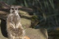 Meerkat portrait