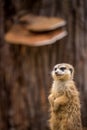 Meerkat portrait in nature park Royalty Free Stock Photo