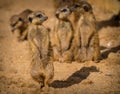 meerkat portrait in nature park Royalty Free Stock Photo