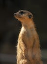 Meerkat portrait