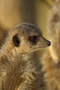 Meerkat. Portrait in the sunshine