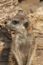 Meerkat Royalty Free Stock Photo