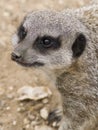 A Meerkat portrait Royalty Free Stock Photo