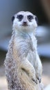 Meerkat Portrait from up close