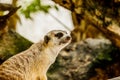 Meerkat portrait on the watch in the forest. Royalty Free Stock Photo