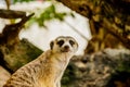 Meerkat portrait on the watch in the forest. Royalty Free Stock Photo