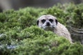 Meerkat a portrait