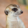 Meerkat Royalty Free Stock Photo