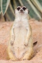 Meerkat Royalty Free Stock Photo