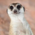 Meerkat Royalty Free Stock Photo