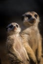 Meerkat portrait in zoo Royalty Free Stock Photo