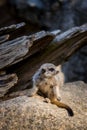 Meerkat portrait in zoo Royalty Free Stock Photo