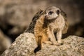 Meerkat portrait in zoo Royalty Free Stock Photo