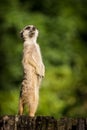 Meerkat portrait in zoo Royalty Free Stock Photo