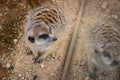 Meerkat portrait in zoo Royalty Free Stock Photo