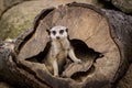 Meerkat portrait in zoo Royalty Free Stock Photo