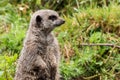 Meerkat posing in grass