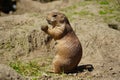 A meerkat prairie dog eating hay and grass Royalty Free Stock Photo
