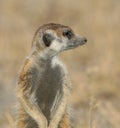 Meerkat profile
